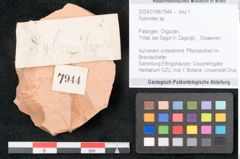 Foto (Objekt + Etikett) von Xylomites sp. (NHMW-GEO-2024-0188-7944)